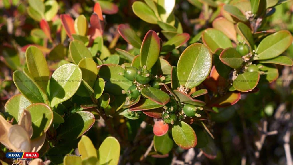 Buxus Microphylla Japonica 'Winter Gem'
