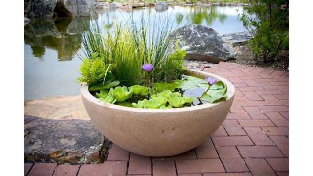 Apa Itu Taman Air/ Kolam dalam Pot?