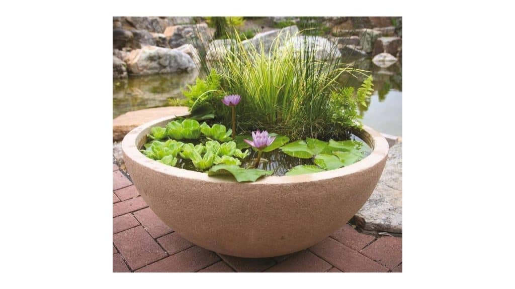 Cara Sederhana Merawat Taman/Kolam dalam Pot