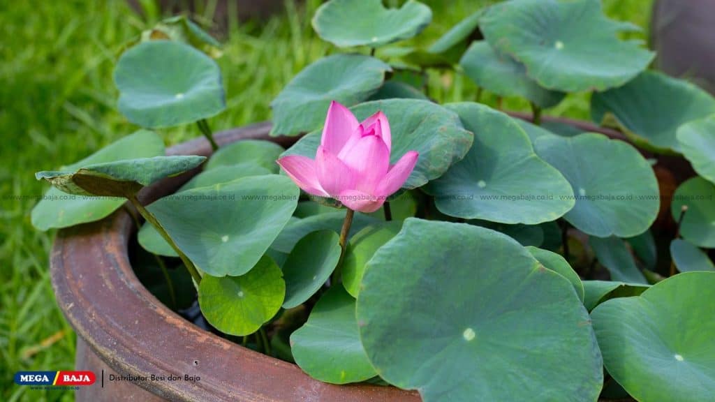 Siapkan Tanaman yang Mampu Hidup dalam Air