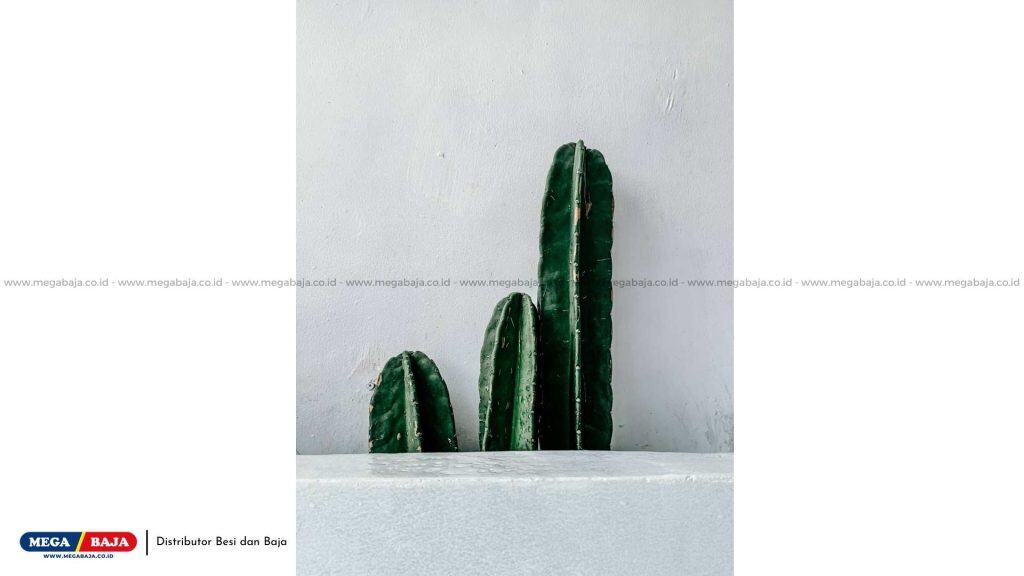 Mengenal Kaktus Koboi