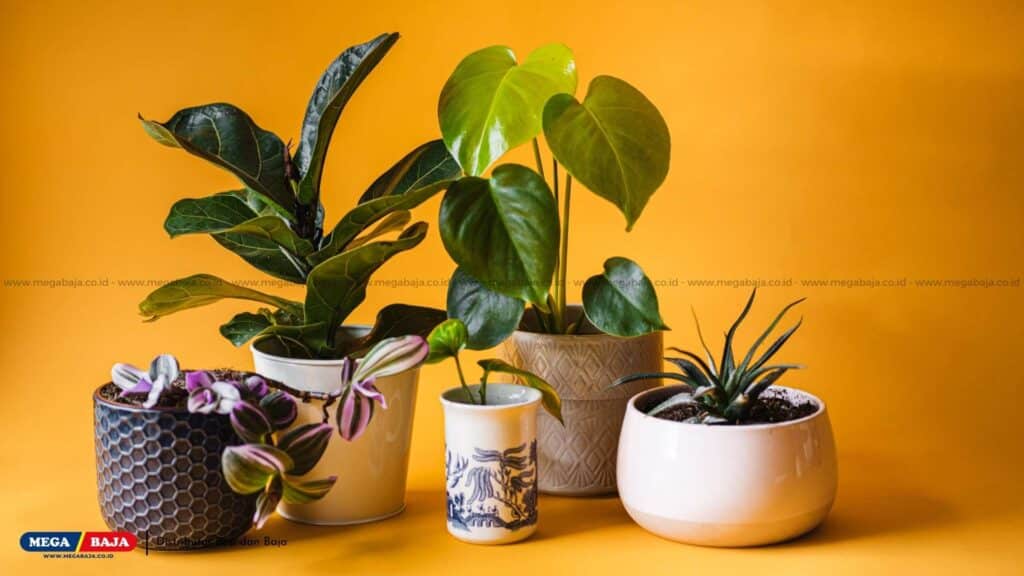 Tanaman Indoor untuk Meningkatkan Kualitas Udara