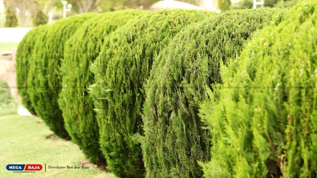 Gunakan Tanaman Pagar Hidup dan Semak-semak
