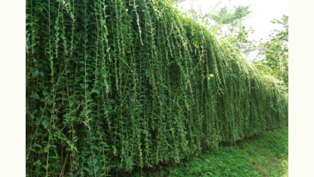 Menghalangi Panas dan Membuat Teduh