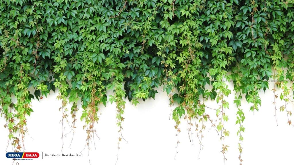 Tanaman Lilit atau Twining