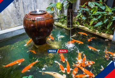 Kolam Ikan Mini di Teras Rumah