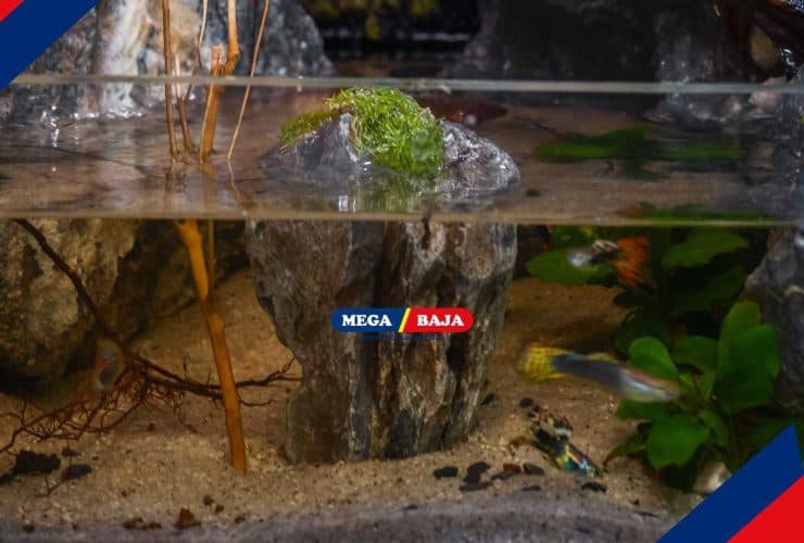 Paludarium_ Ini Manfaat, Cara Membuat dan Cara Merawatnya