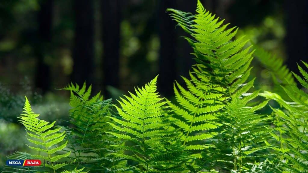 Gulma Pakis-Pakisan (Fern)