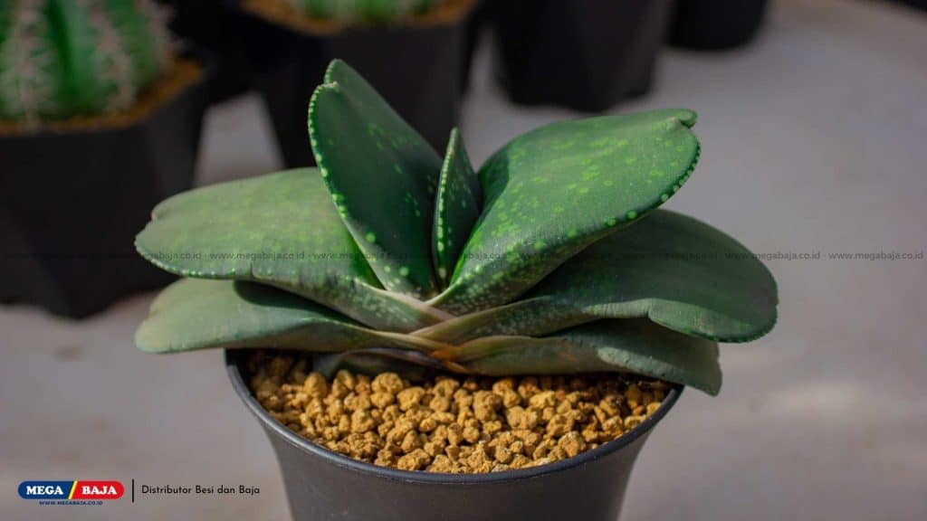 Haworthia Truncata