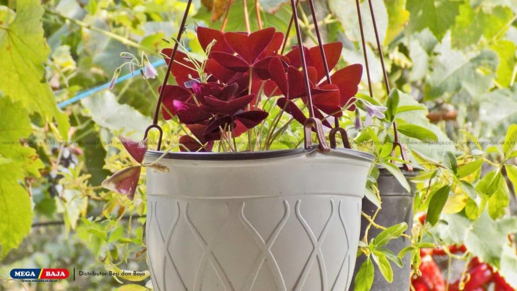 Oxalis Triangularis