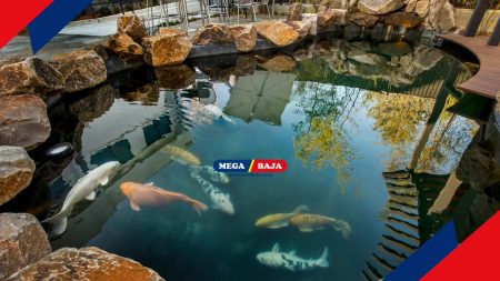 Wajib Tahu! Cegah Kebocoran Kolam Ikan dengan Cat Pelapis Ini