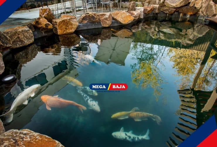 Wajib Tahu! Cegah Kebocoran Kolam Ikan dengan Cat Pelapis Ini